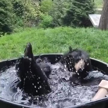 A bear enjoying its bath