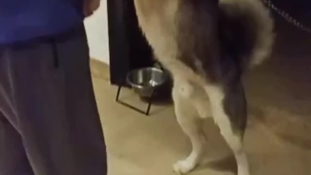 Playing with husky dog #fun #husky #dog #viral