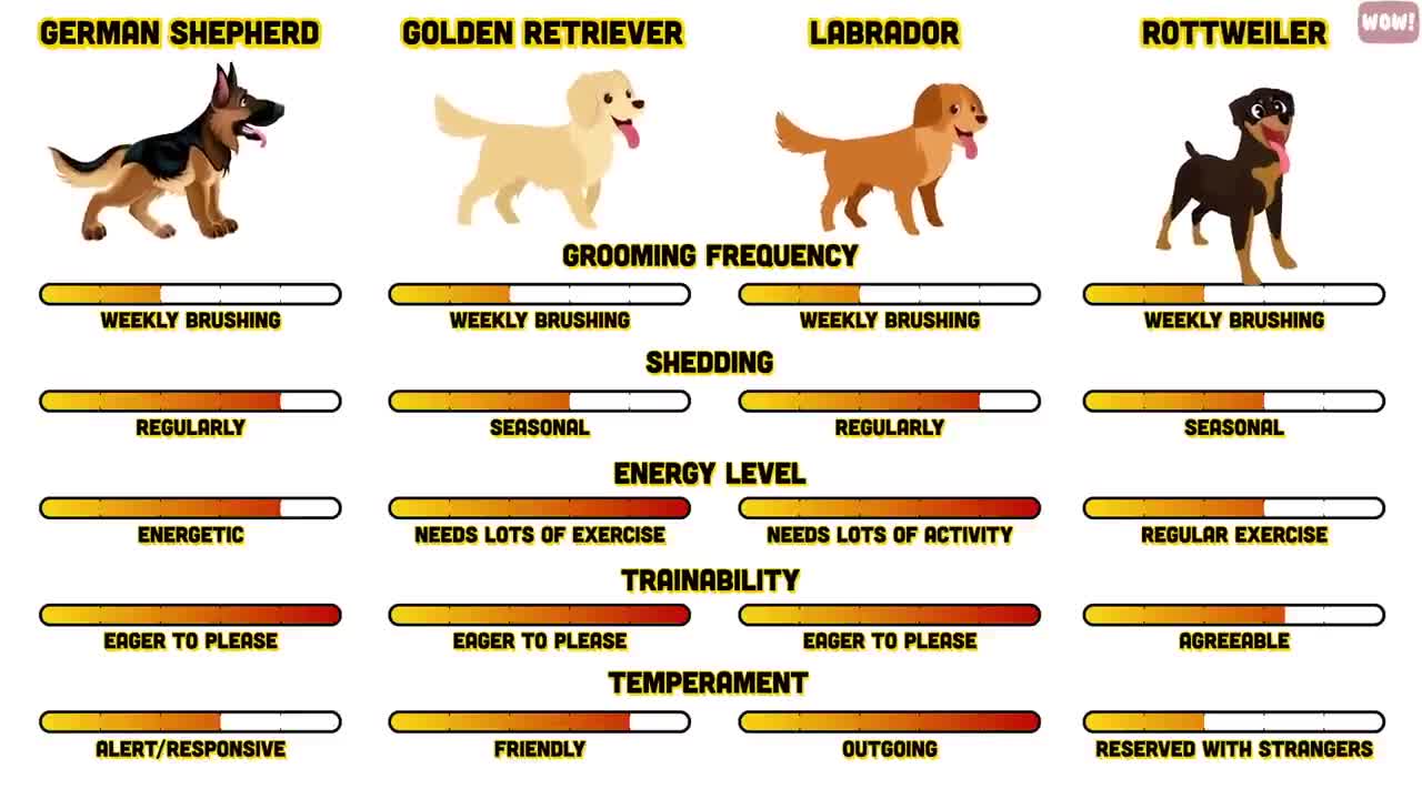 Review of the Top 10 Dog Breeds and Which Breed is Right for You