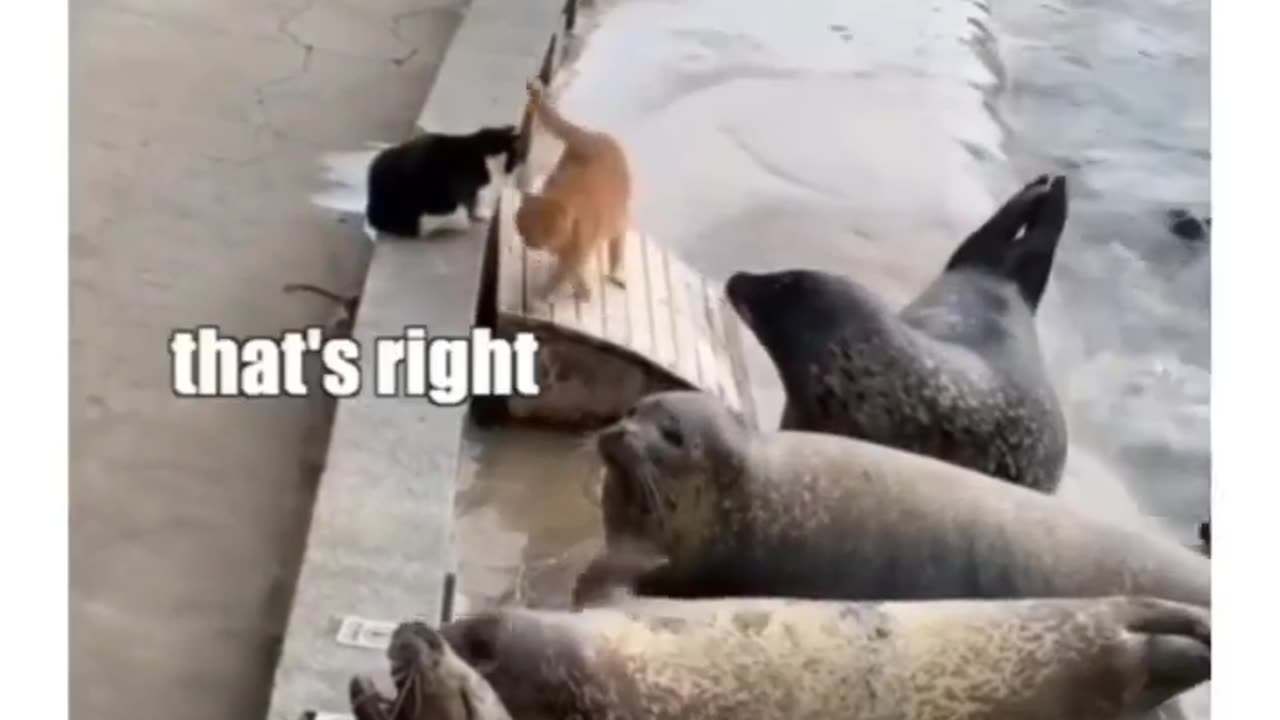 Cats are hilarious 😂