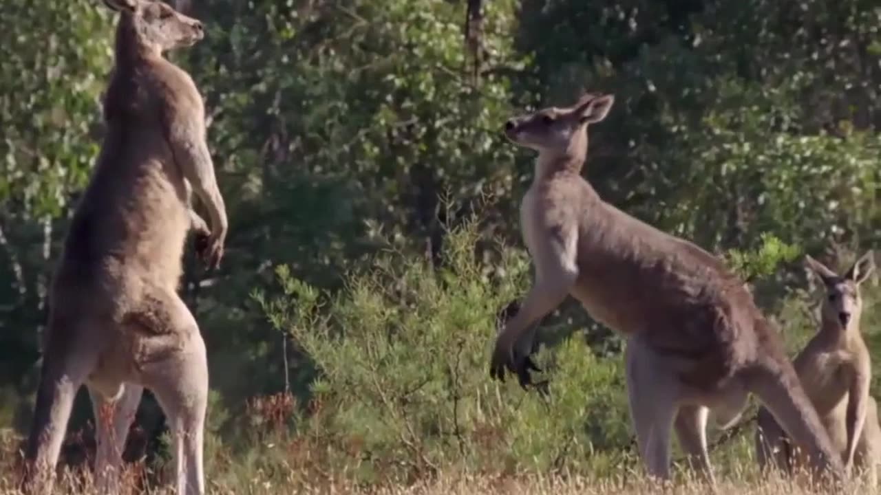 #3 Kangaroo Boxing Fight