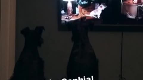 Black dogs sitting down on bed watching tv