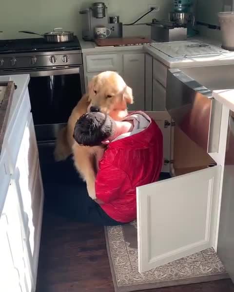 Golden Retriever extremely excited to see his owner