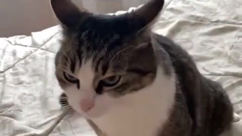 Funny reaction of hungry cat