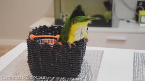 Birb drinking beer with his hooman