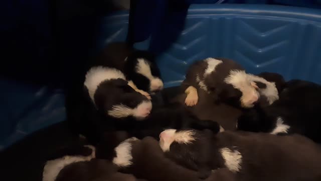 TERRA BYTES puppies sleeping Saturday