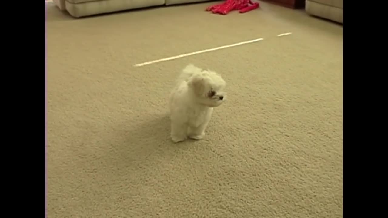 Cute Maltese Puppy Dog