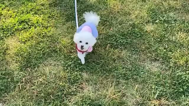 A puppy who eventually chooses a snack after one refusal.