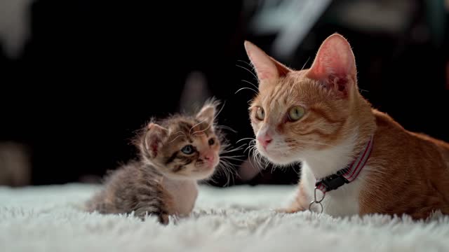 mother cat licking her cub