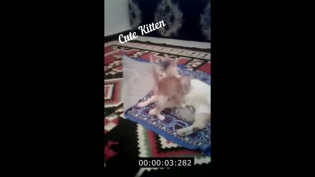 Cute Kitten jump