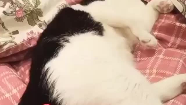 balloon cat