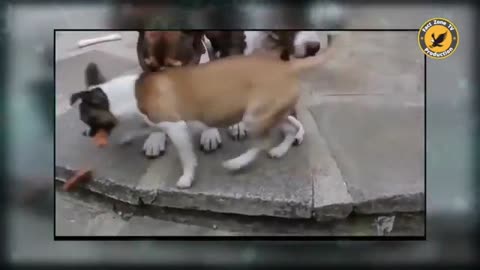 🤣😜 इन जानवरों से पंगा ना बाबा ना | Funny Animal Videos 2022 - Part 1