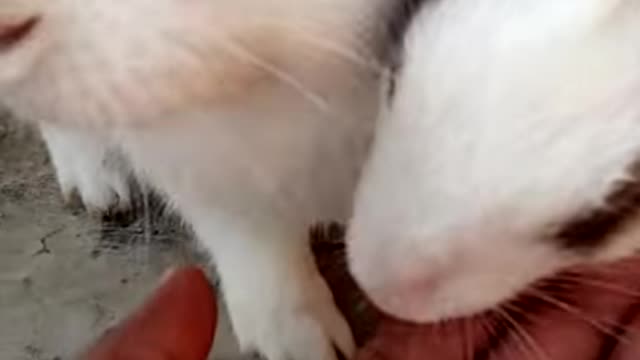 The favorite time of these cute bunnies