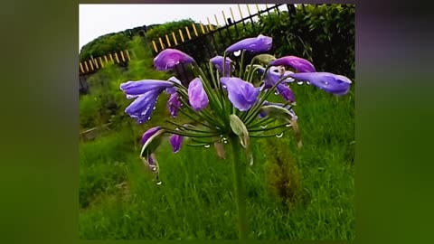 rain showered flowers