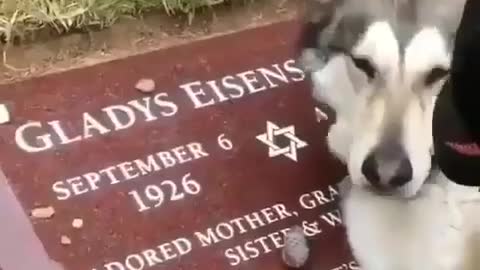 Dog Crying at her owner's grave