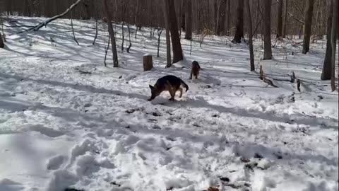 puppy's in snow