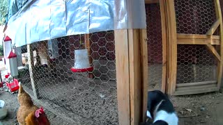 Neighborhood Stray Cat Find its way into Chicken Coop