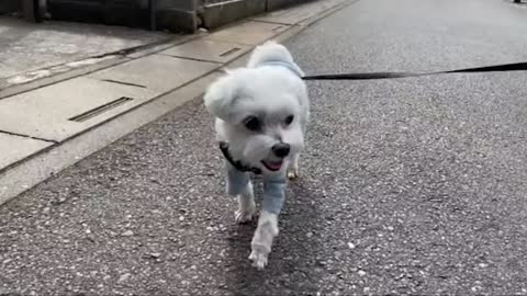 10It's so creepy for a dog to walk in fashion，It's so creepy for a dog to walk in fashion