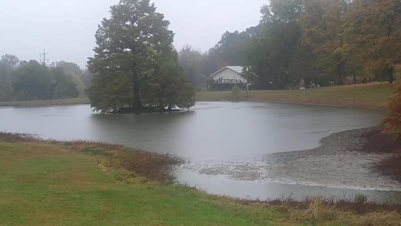 Tree in the Middle of a Pond Scenic View in a Light Rainfall Sounds of Rain on a Rainy Autumn Day