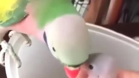 Talking parrot in fact they just memories and repeat the world
