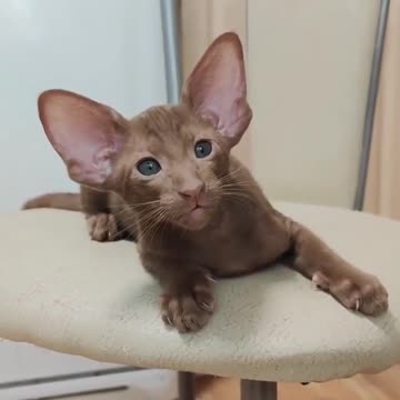 strange cats beautiful