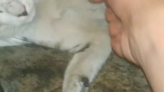 Play with my nicky