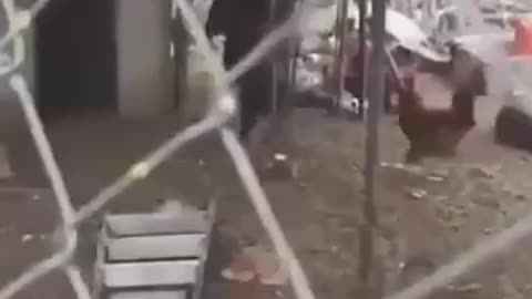 Goat walking on hind legs followed by a chicken