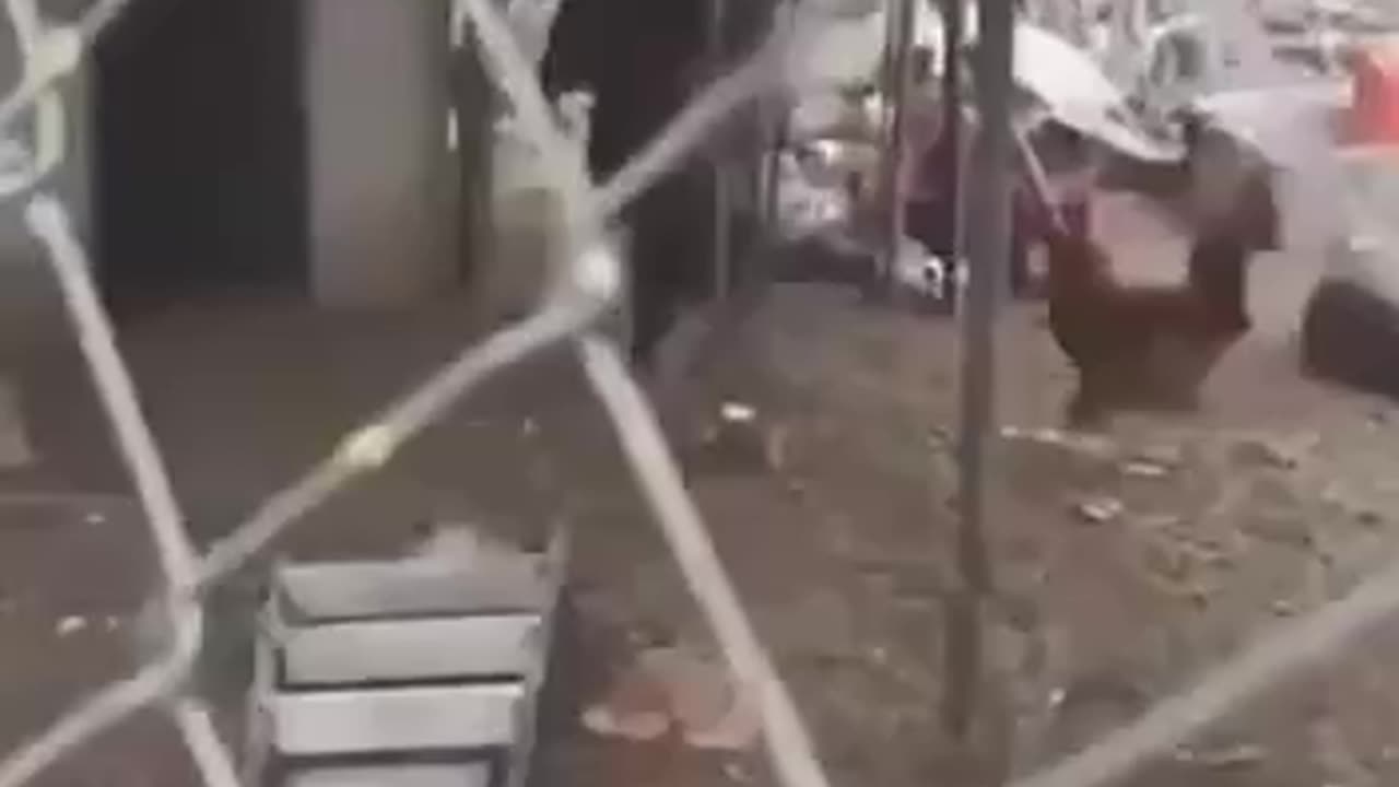 Goat walking on hind legs followed by a chicken