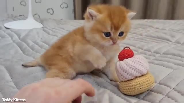 Carefully❗The video contains a lot of Fluffy Donuts and Cupcakes