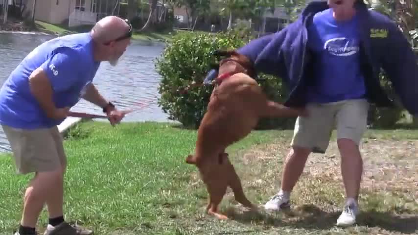 Guard Dog Training Step by Step!