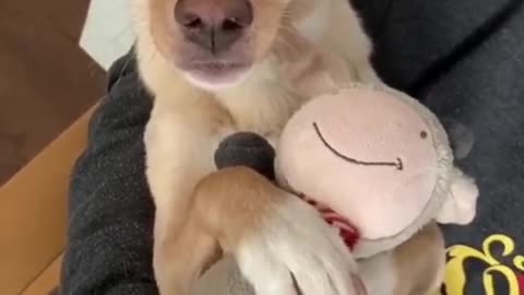 Amazing Dog playing with Doll, cute dog puppy