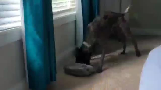 If you need attention just take your hoomans their stuff