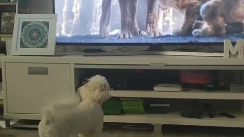 Maya doesn’t like those scary hyenas In the lion king movie