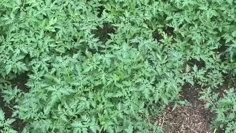 Tomato plants from compost