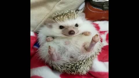 Funny animals