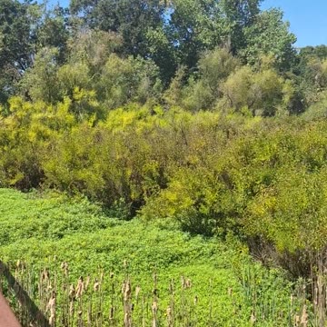 Wildlife Preserve ‐ Consumnes River Preserve