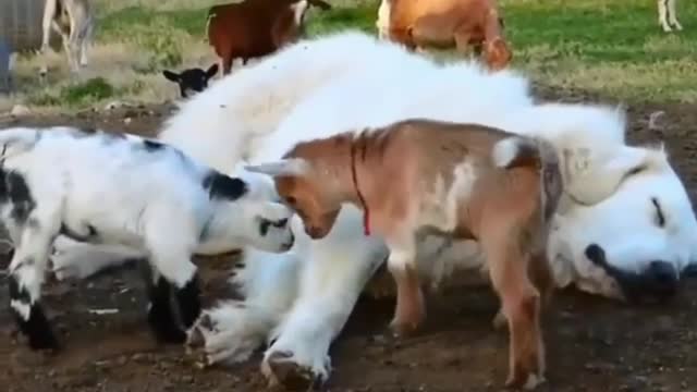 The shepherd dog was tired, so the lambs began to herd "dogs"
