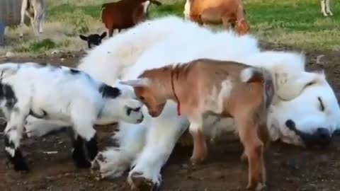 The shepherd dog was tired, so the lambs began to herd "dogs"