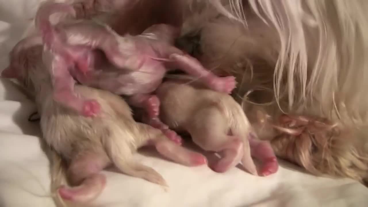 Maltese Puppies and cute two Hours Old!