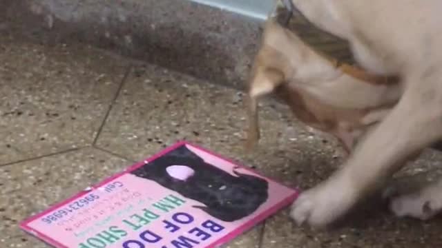 Dog plays with pink beware of dog sign