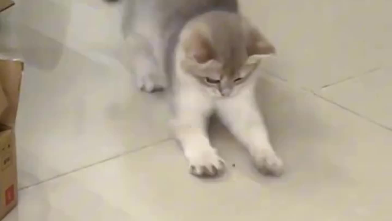 #short funny video