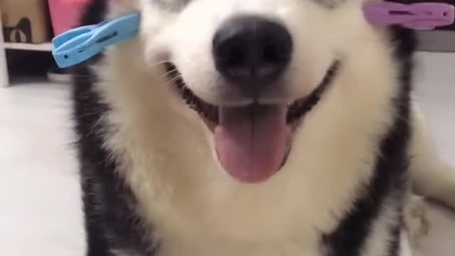 Funny and lovely dog