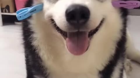 Funny and lovely dog