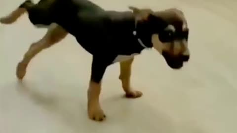 Funny dog video...#trending