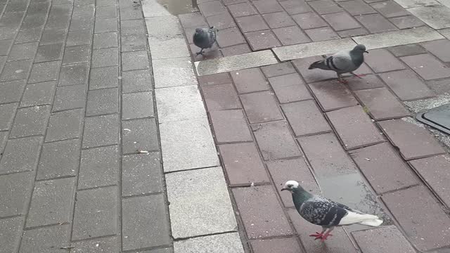 Birds in the street drink water