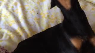 Toddler and Dog Participate in Howl-Off