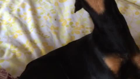 Toddler and Dog Participate in Howl-Off