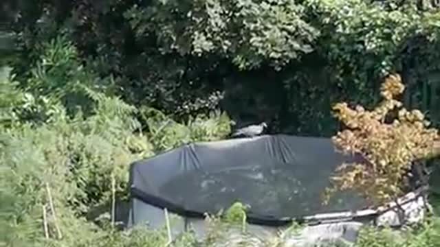 pigeon gets very lucky!