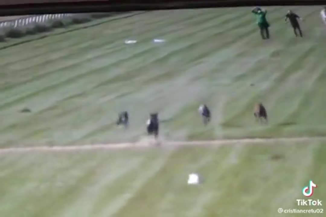 greyhound dog championship in Andalusia