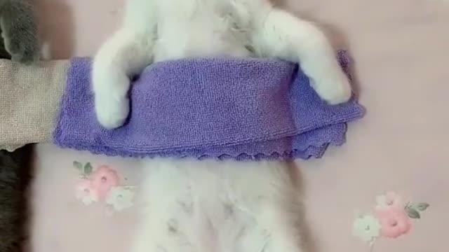 Shorts funny kitten videos complition7